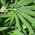 Legalizing Marijuana in North Carolina: What You Need to Know