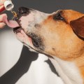 How Much CBD Oil Should You Give Your Dog for Aggression?