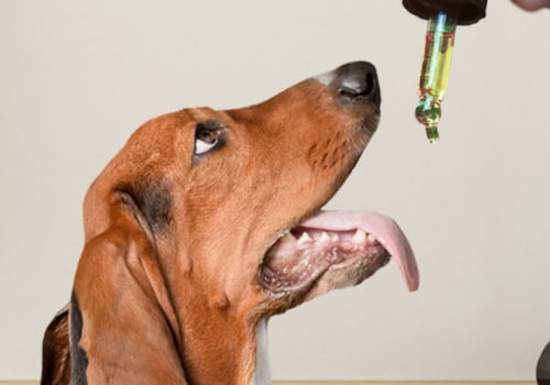 The 25 Best CBD Oils for Dogs: A Comprehensive Guide
