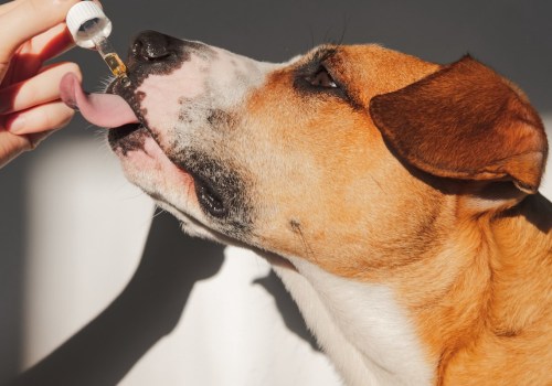 How Much CBD Oil Should You Give Your Dog for Aggression?