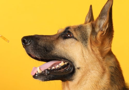 Can Dogs Have Adverse Reactions to CBD?